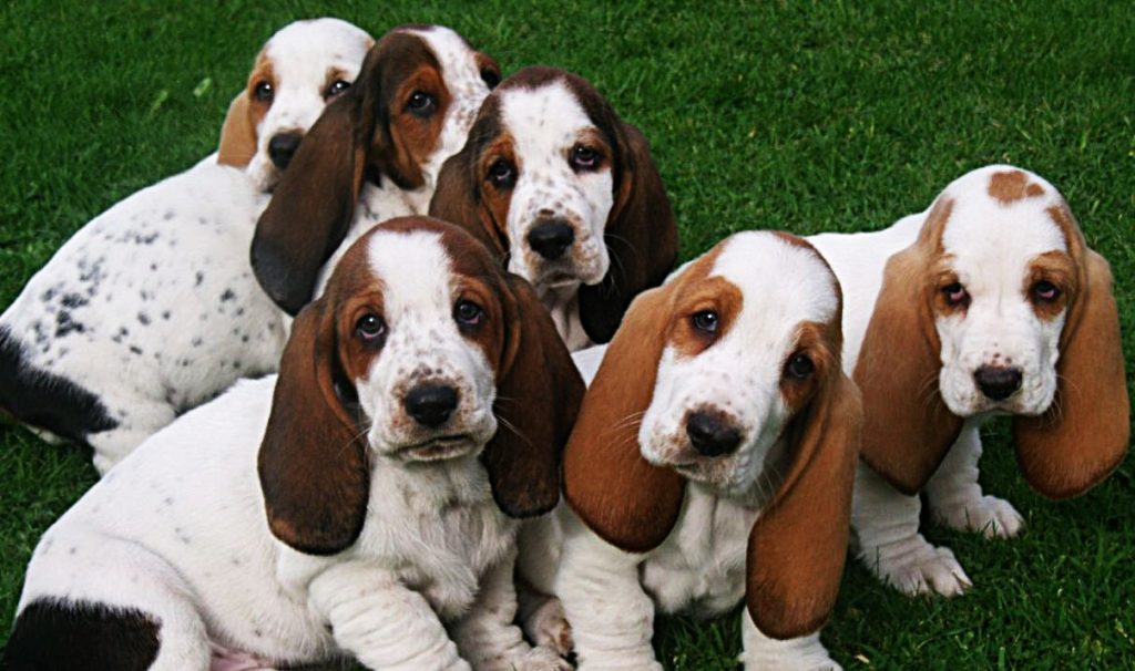 Brigette the Brilliant Basset’s Dog Park Revelries